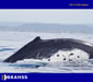 Humpbacks - BRAHSS project